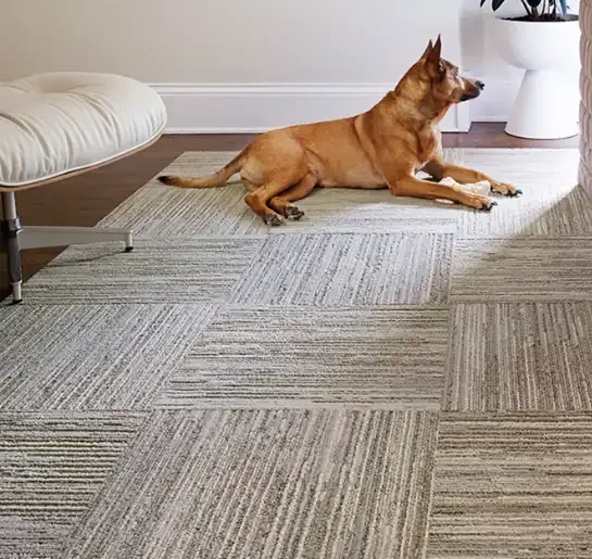 Pet Friendly and Durable Carpet Tiles Abu dhabi